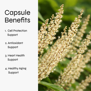 Resveratrol 50% 600mg